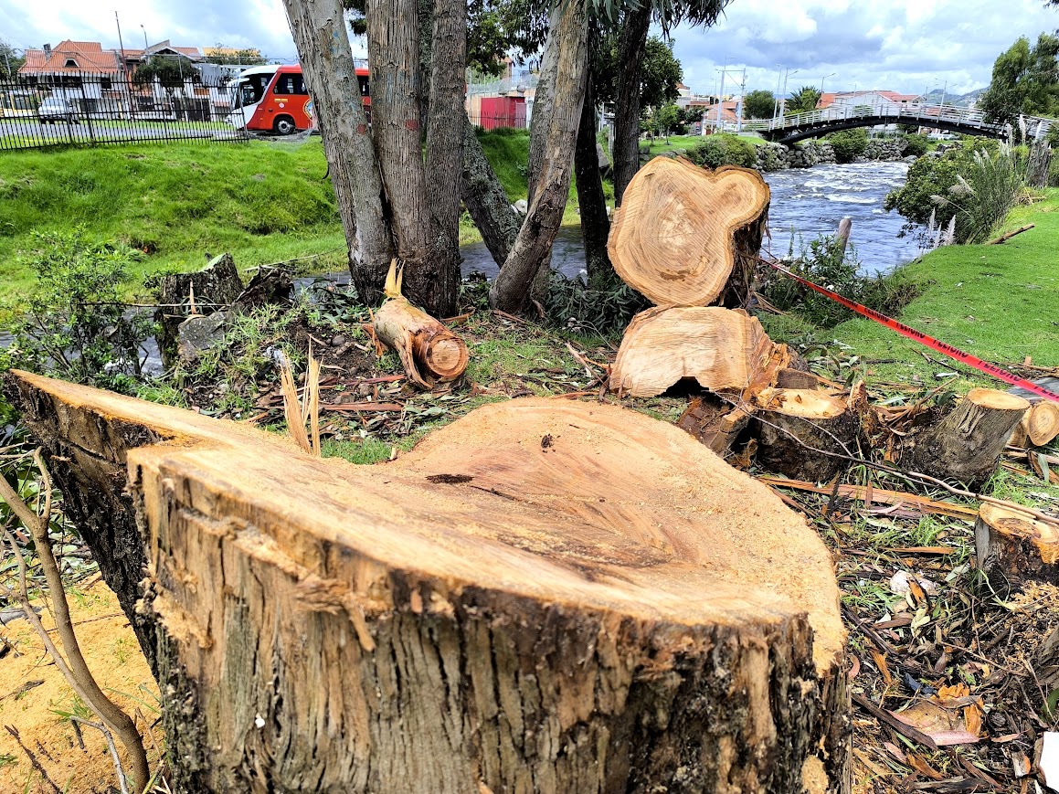 Many of Cuenca’s Eucalyptus trees will be replaced while fate of Calderon’s Araucarias is undecided