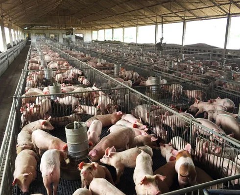 How Big Pharma became a partner of factory farming and why it wants you to eat more meat
