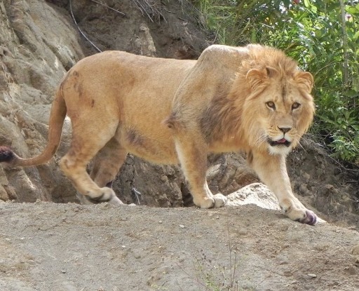 Cuenca Amaru Biopark zoo loses its ‘Lion King’