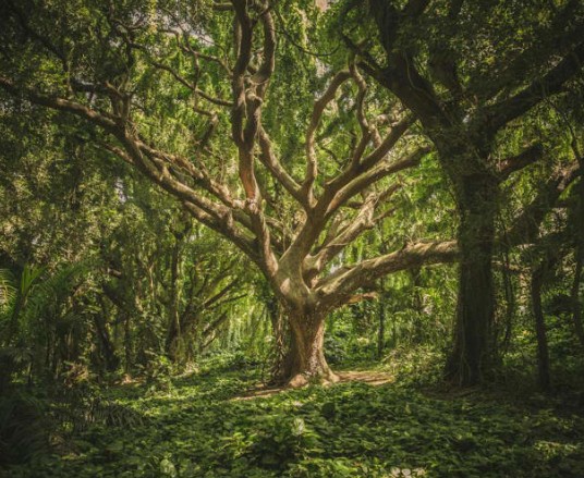 How trees talk to each other: Scientists observe responses from sensors during a solar eclipse