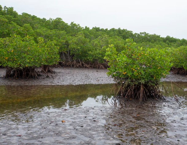 Flemish dredging company creates a 50-hectare mangrove island off the Ecuadorian coast