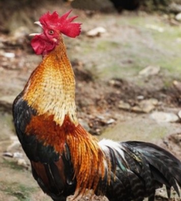 Are you looking for a little peace and quiet? Ecuador may not be the place for you