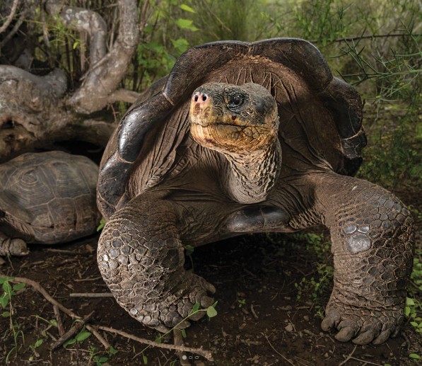 Resurrecting the lost giants of the Galápagos may be the key to restoring the islands’ delicate ecosystem