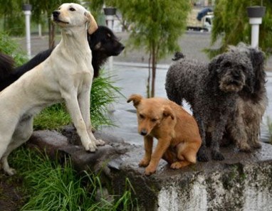 Over for Rover? A modest proposal for keeping the sidewalks of Cuenca clean