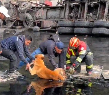 Good samaritans rescue dog stuck in spilled tar near Quito, wins hearts on the internet