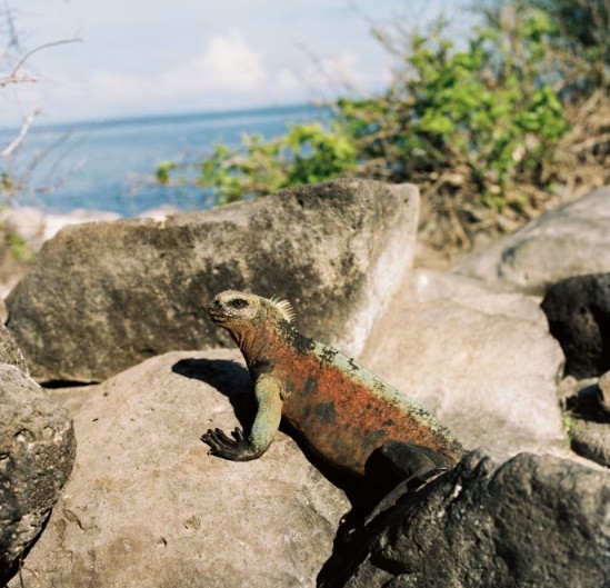 Environmentalist Lily Cole celebrates the ‘rights of nature’ in Ecuador’s cloud forest and the Galapagos