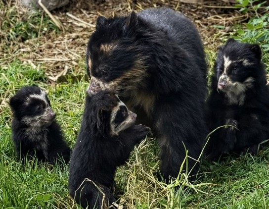 Aborted Avianca takeoff scares passengers; Baby bears doing well at Cuenca zoo; See the flowering trees and enjoy ‘goat in the hole’ in Zapotillo