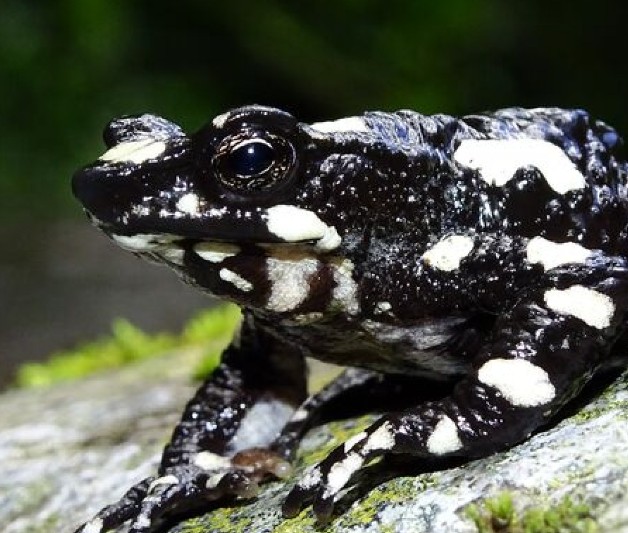 In Ecuador’s battle of toad vs. road, toad wins