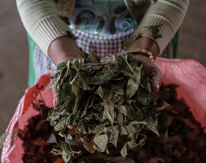 Despite its health benefits, WHO keeps coca leaves on illegal drug list due to its cocaine connection