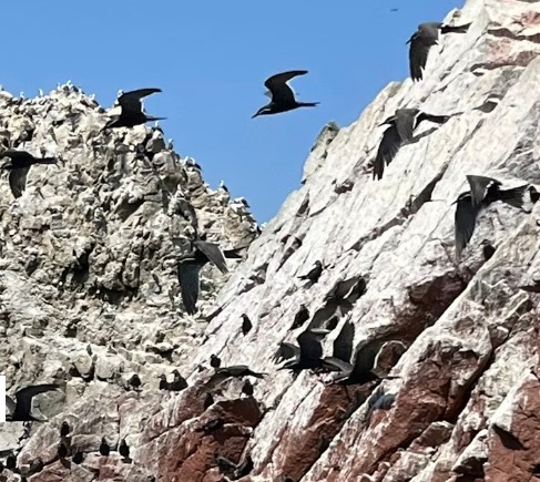 How bird poo fuelled the rise of southern Peru’s powerful Chincha Kingdom