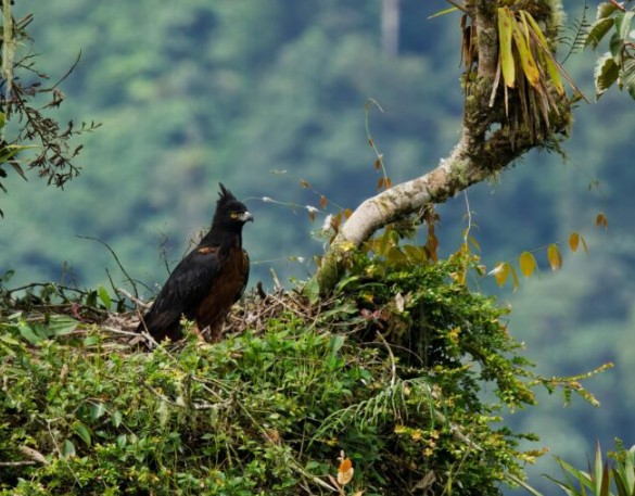 Ecuador’s new ecological corridor connects the Andes and Amazon ecosystems