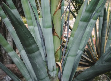 Miske, tequila’s ancient cousin, has earned the distinction as Ecuador’s native aguardiente