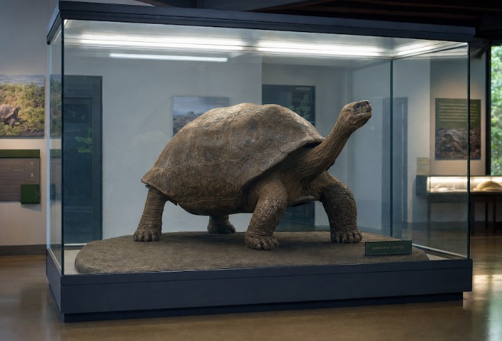 Survival of the fittest in the Galapagos