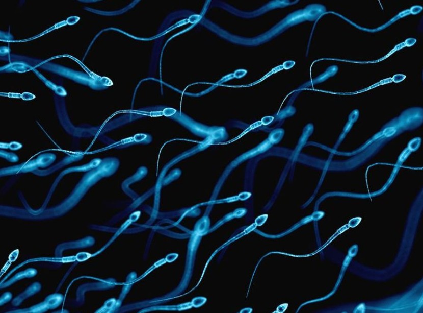 ‘Spermageddon’: Is the world facing a male reproductive crisis?