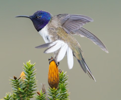 The bird that changed Ecuador: How a chance discovery of a rare species helped to save many more