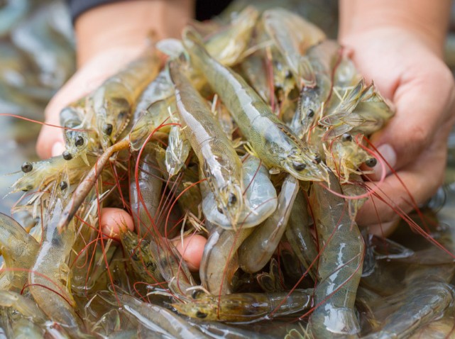 U.S. senator wants tariff hike on Ecuadorian shrimp